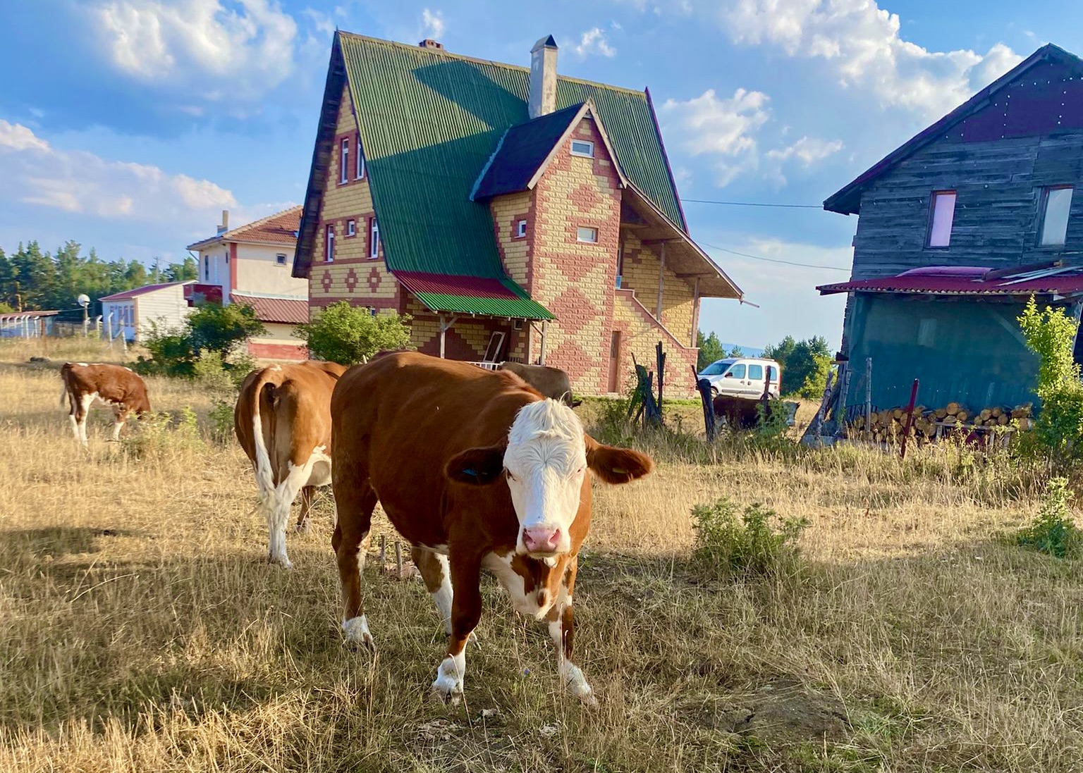 Çiftliğimizde ineklerimiz