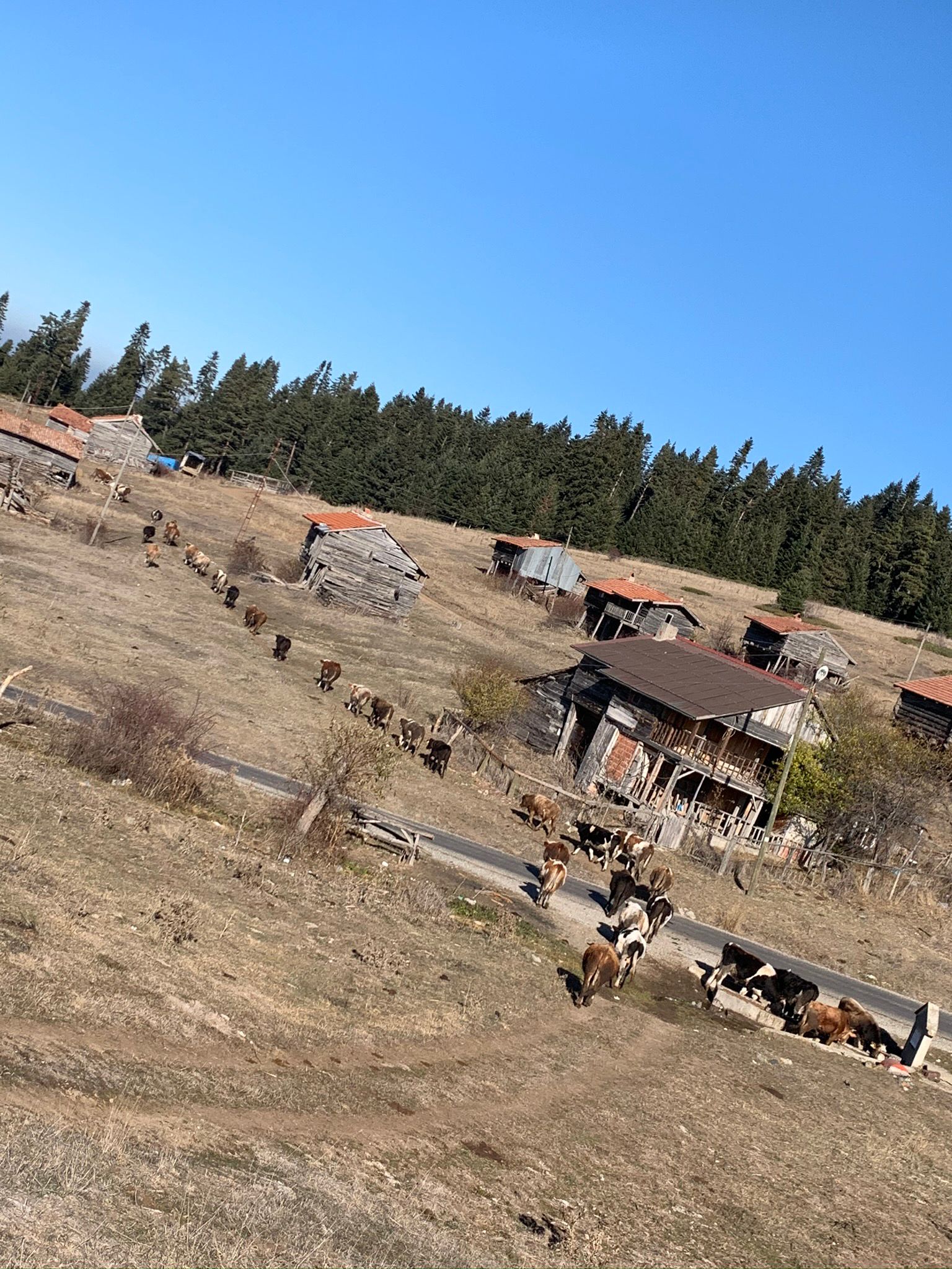 Çiftliğimizde sürümüz