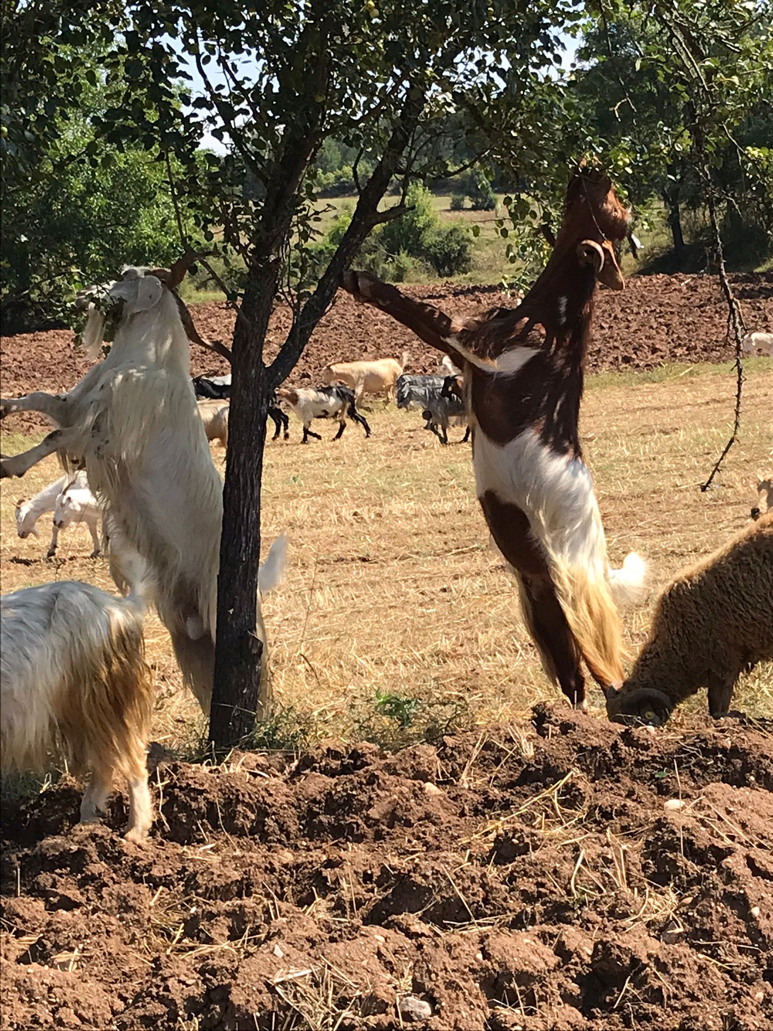 Ağaç altında dinlenen hayvanlar
