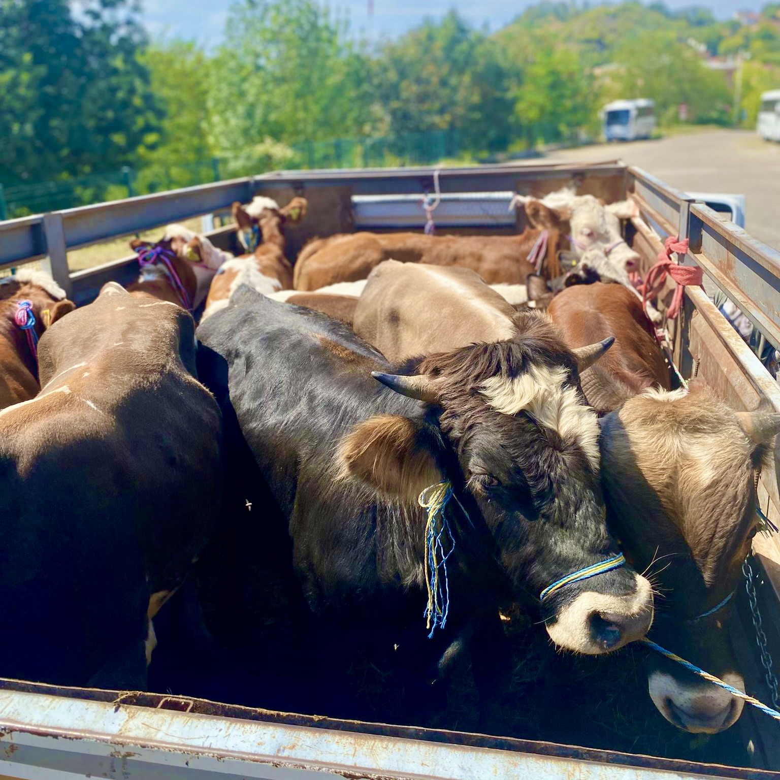 Romorkta taşınan inekler