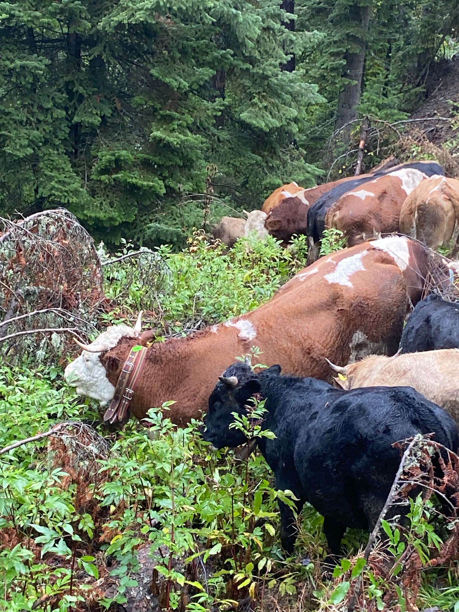 Yeşil meralarda hayvanlarımız