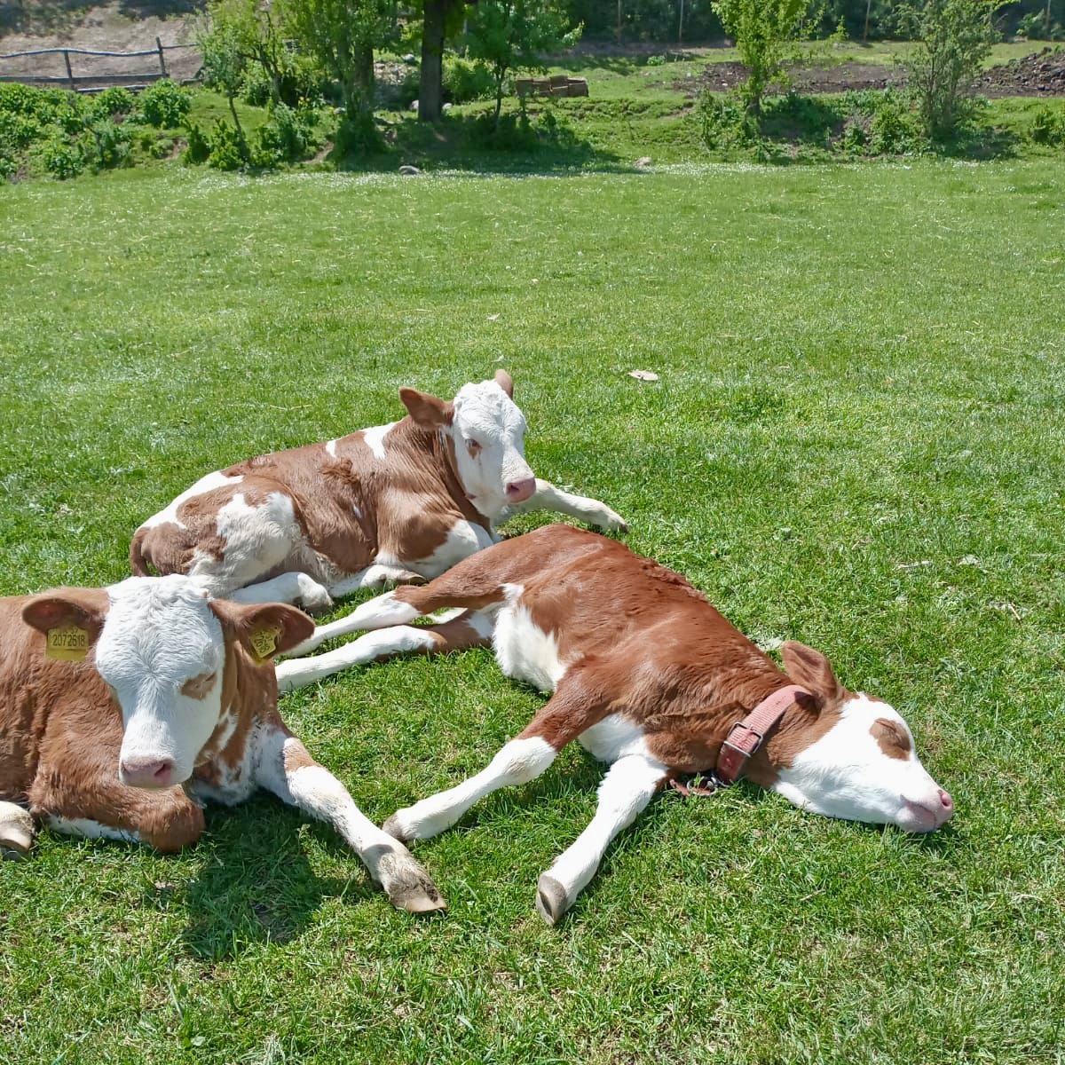 Çimenli tarlada biri uzanmış üç inek