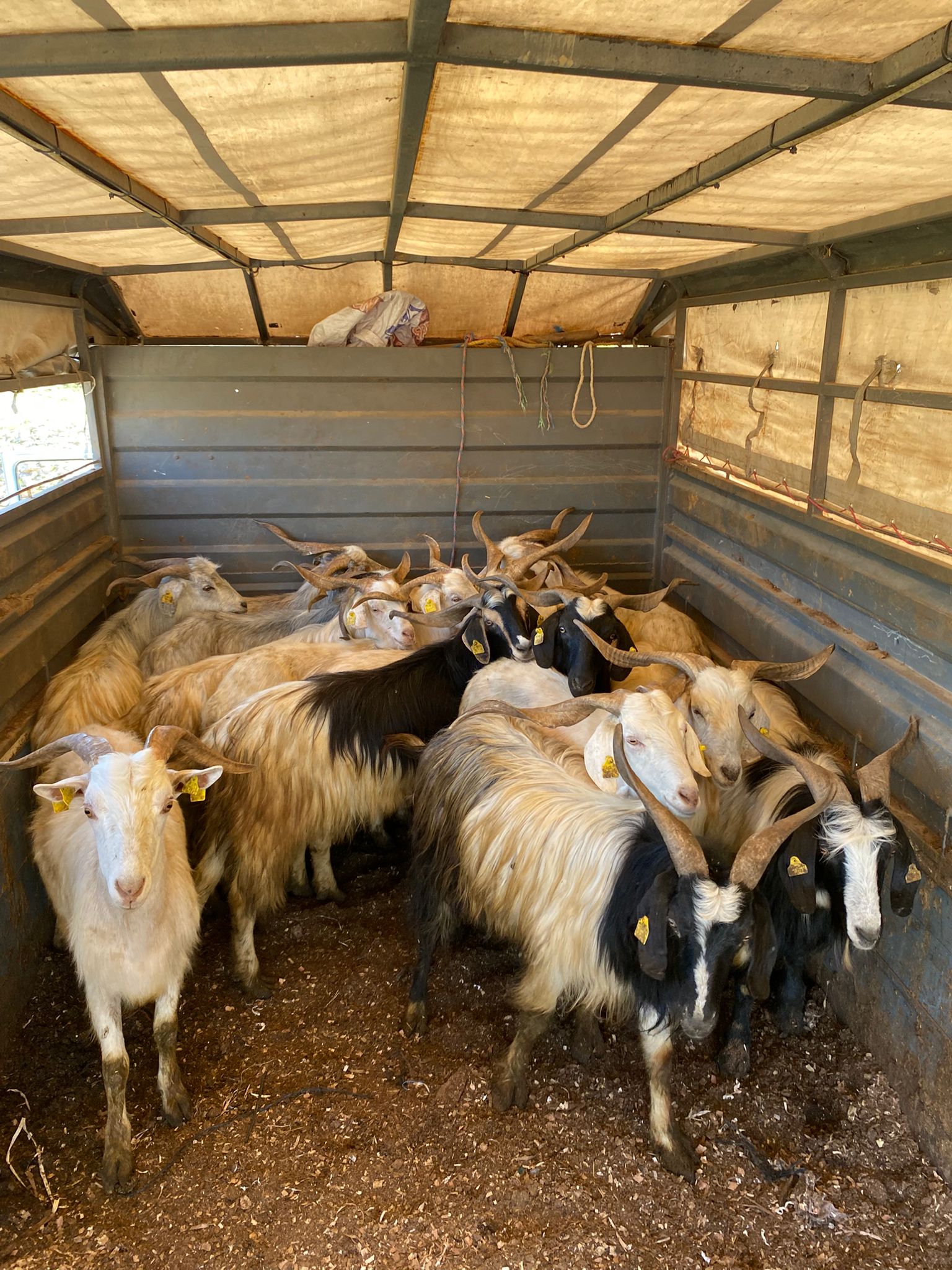 Keçilerimizin taşınması