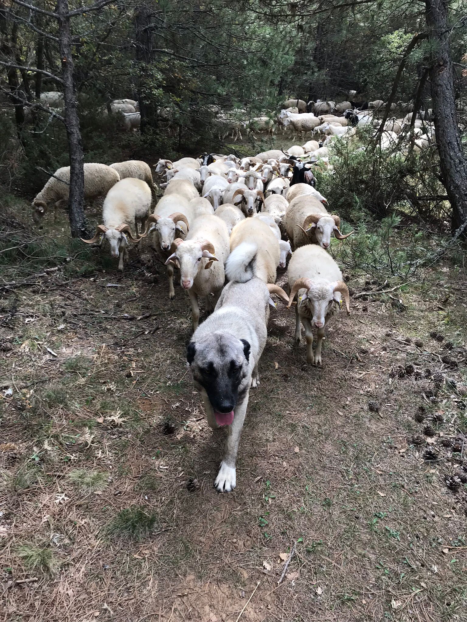 Sürümüz bir arada