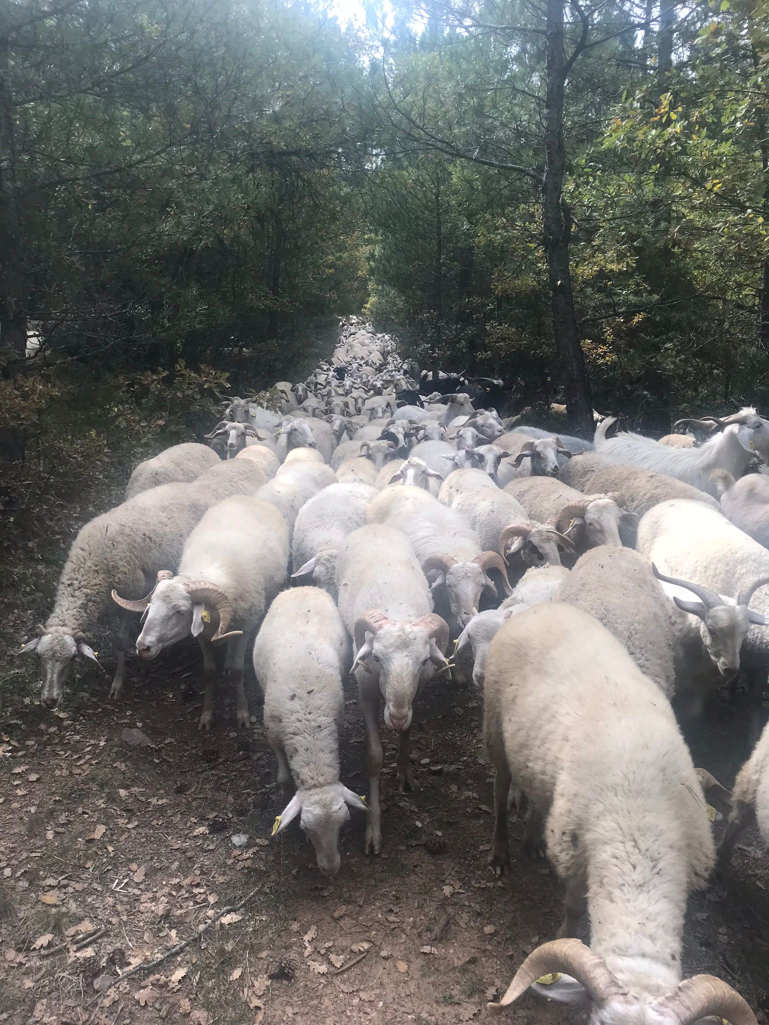 Geniş meralarda sürü