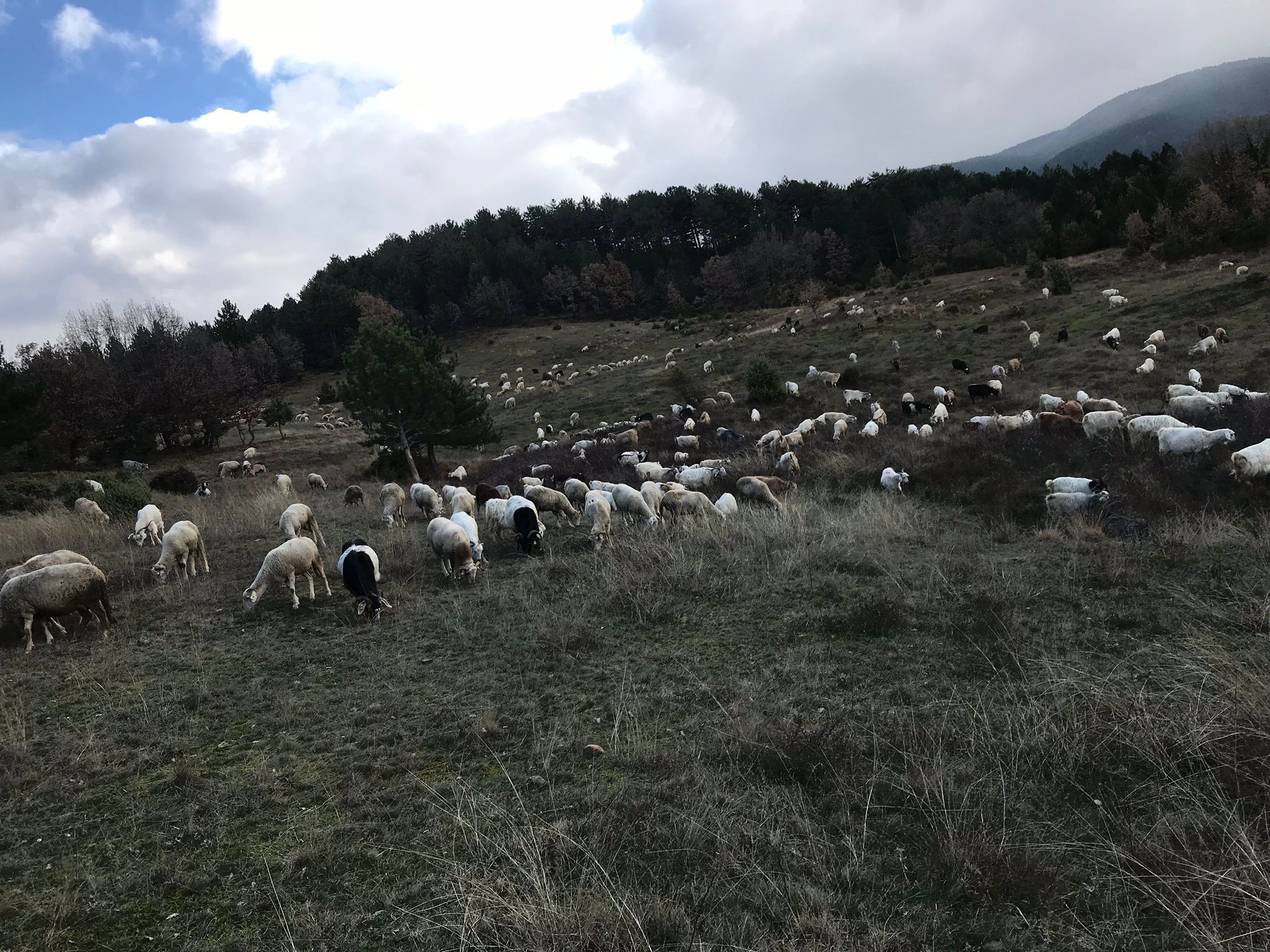 Taptaze Etler, Rakipsiz Kalite